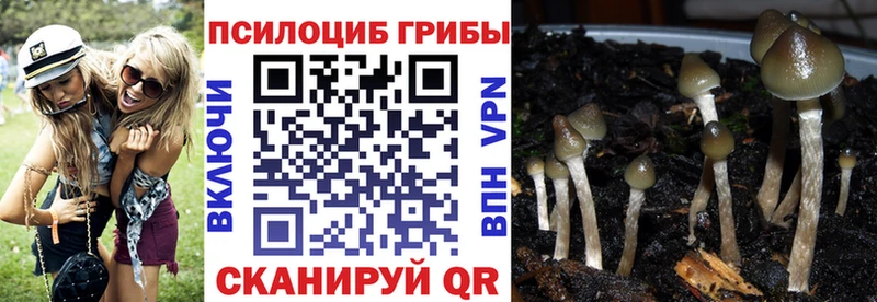наркота Котовск Псилоцибиновые грибы прущие грибы